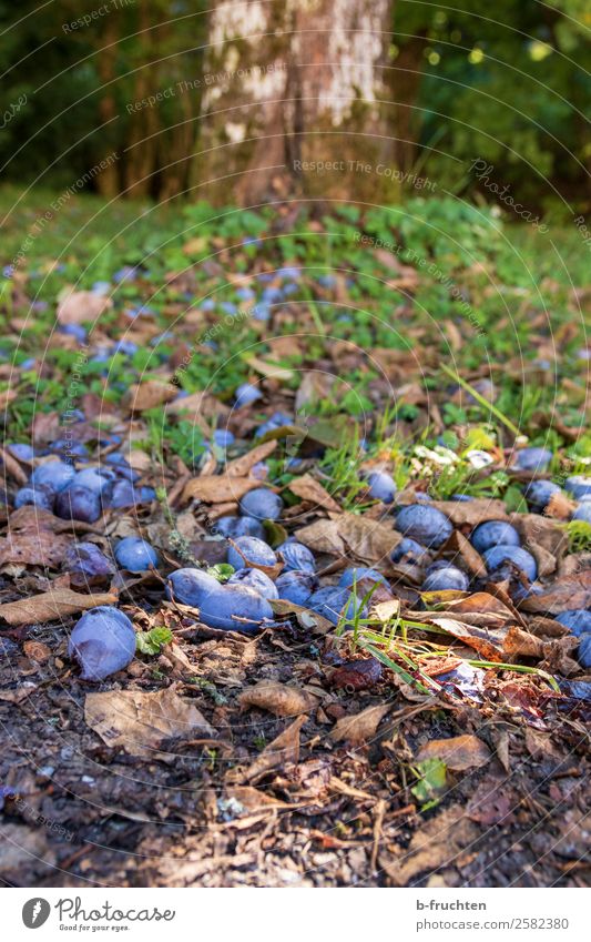 Zwetschgenwiese Frucht Bioprodukte Vegetarische Ernährung Gartenarbeit Landwirtschaft Forstwirtschaft Herbst Baum Gras Nutzpflanze Wiese fallen liegen Pflaume