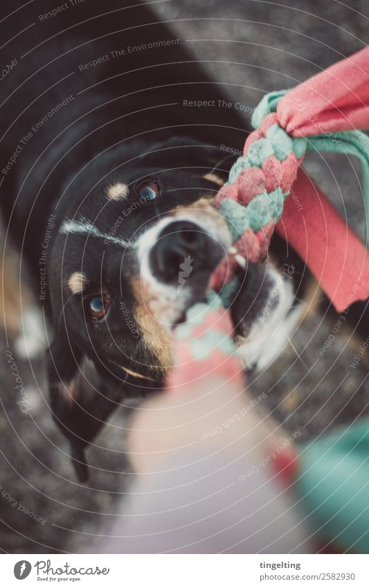 playtime lernen Natur Tier Haustier Hund Tiergesicht Fell 1 Arbeit & Erwerbstätigkeit Blick Spielen toben Fröhlichkeit Glück klug sportlich braun grau orange