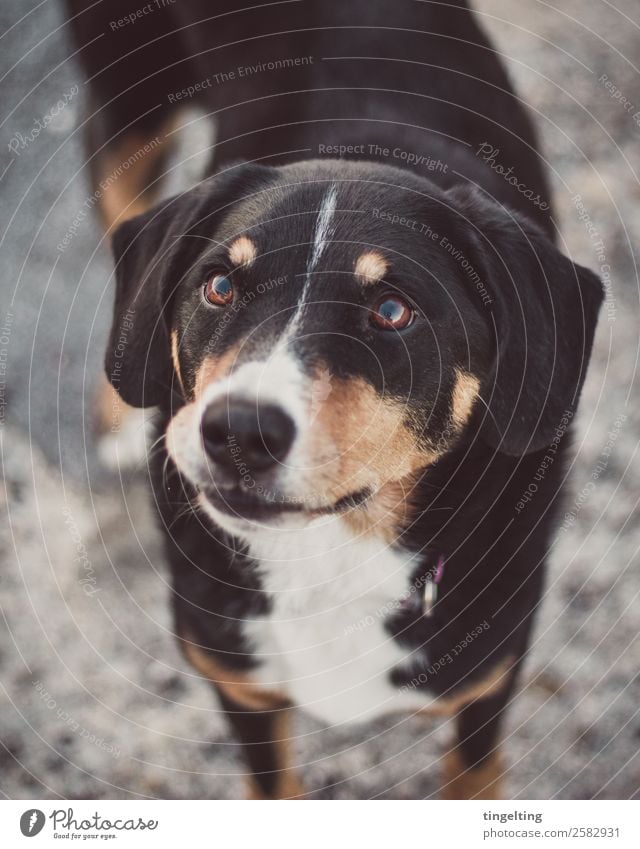 Schnute Tier Haustier Hund Tiergesicht Fell 1 hören Liebe Blick warten Glück nah niedlich klug weich braun grau orange schwarz Vertrauen Appenzeller Sennenhund