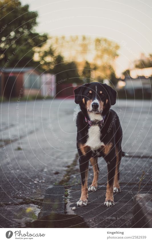 Hofhund Natur Haus Hütte Industrieanlage Platz Marktplatz Tier Haustier Hund Tiergesicht Fell Pfote 1 braun schwarz weiß selbstbewußt Wachsamkeit