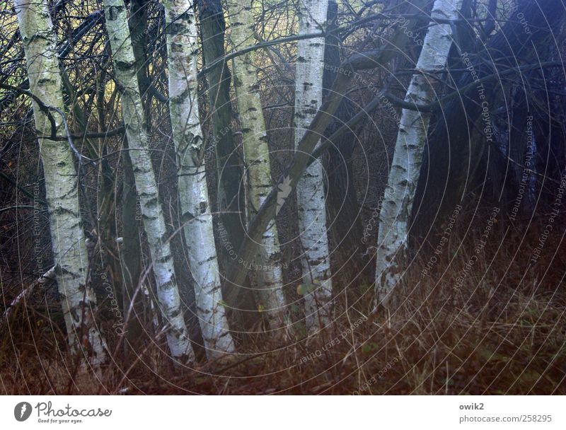 Blaulicht im Birkenhain Umwelt Natur Landschaft Pflanze Herbst Klima Wetter Schönes Wetter Baum Sträucher Wildpflanze Birkenrinde Wald leuchten stehen Wachstum