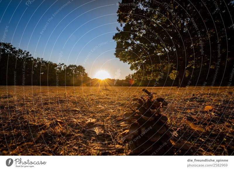 Der Herbst II Natur Landschaft Pflanze Himmel Wolkenloser Himmel Sonne Sonnenaufgang Sonnenuntergang Sonnenlicht Wetter Schönes Wetter Baum Gras Tannenzapfen