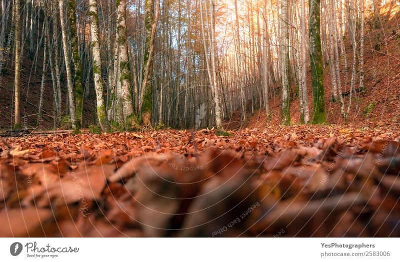 Laubabwerfender Herbstwald im Bodenbereich Natur Schönes Wetter Blatt Feld Wald hell natürlich gold Tatkraft Bayern Fussen Deutschland Oktober Herbstlaub