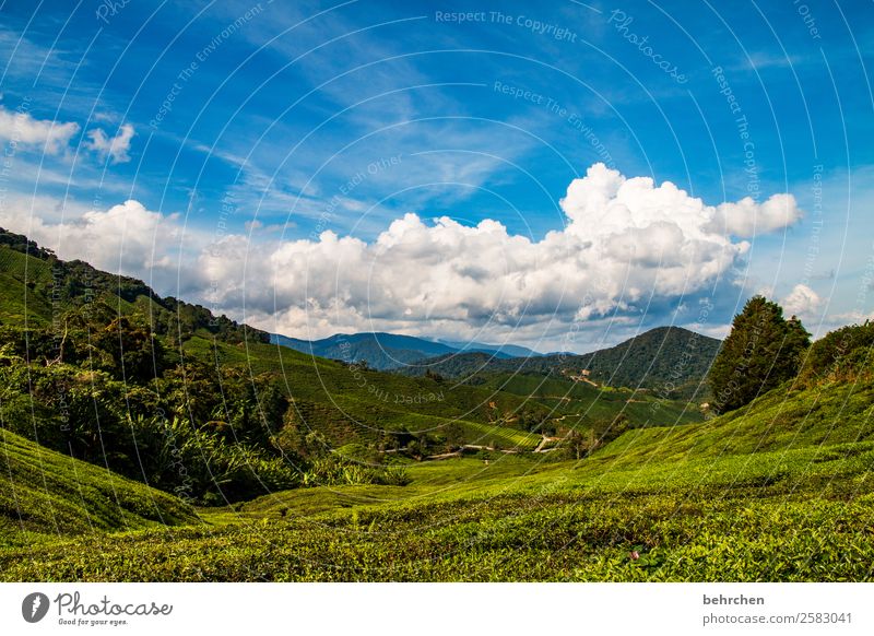 traumwölkchen Ferien & Urlaub & Reisen Tourismus Ausflug Abenteuer Ferne Freiheit Natur Landschaft Pflanze Baum Sträucher Teepflanze Feld Wald Urwald Hügel