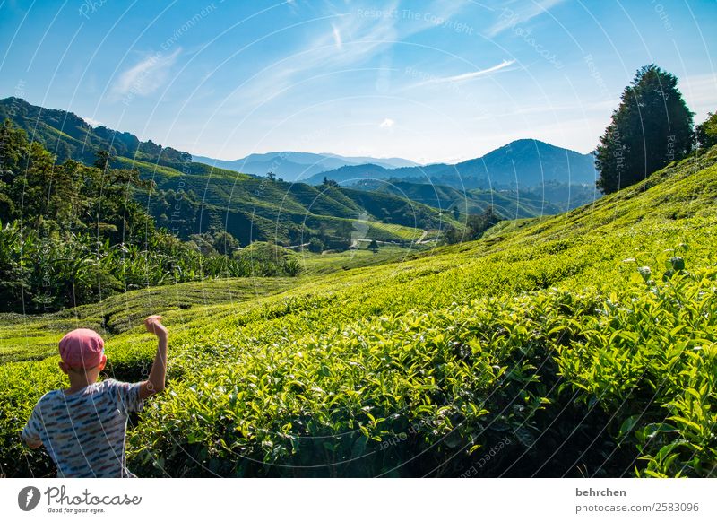 frei fühlen Ferien & Urlaub & Reisen Tourismus Ausflug Abenteuer Ferne Freiheit Kind Junge Kindheit 1 Mensch 3-8 Jahre Natur Landschaft Pflanze Baum Blatt