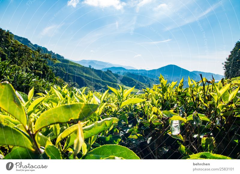 grün oder schwarz? Ferien & Urlaub & Reisen Tourismus Ausflug Abenteuer Ferne Freiheit Natur Landschaft Pflanze Baum Sträucher Blatt Teepflanze Bananenstaude