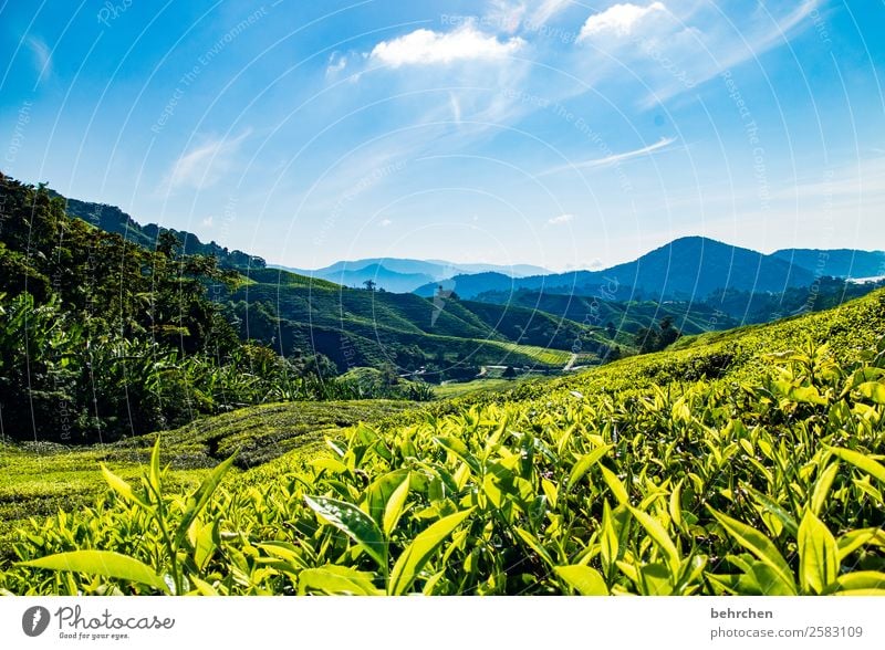 beruhigungstee Ferien & Urlaub & Reisen Tourismus Ausflug Abenteuer Ferne Freiheit Umwelt Natur Landschaft Himmel Pflanze Blatt Nutzpflanze Teepflanze