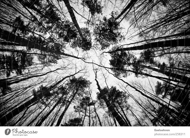 Schwindel Natur Himmel Winter Baum Wald groß hoch schwarz weiß Angst Stress Nervosität Schwindelgefühl Schwarzweißfoto Außenaufnahme Tag Licht Schatten Kontrast