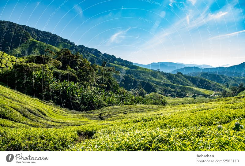 greenlovers Ferien & Urlaub & Reisen Tourismus Ausflug Abenteuer Ferne Freiheit Natur Landschaft Himmel Pflanze Baum Blatt Nutzpflanze Teepflanze Teeplantage