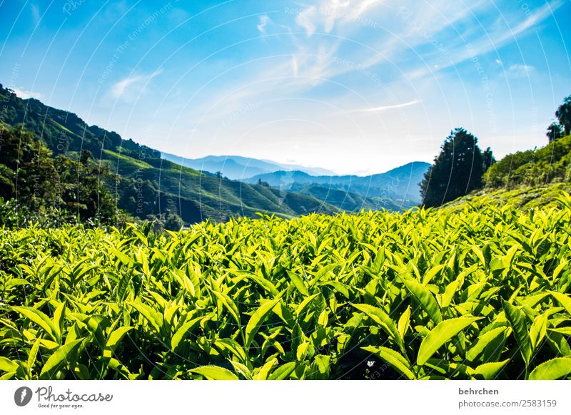 it's teatime Ferien & Urlaub & Reisen Tourismus Ausflug Abenteuer Ferne Freiheit Natur Landschaft Himmel Wolken Baum Blatt Nutzpflanze Teepflanze Teeplantage