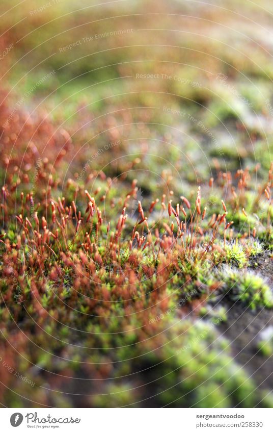 statt Blumen Garten Umwelt Natur Pflanze Moos Wildpflanze Wachstum einfach klein nah natürlich schön wild grün rot Stimmung standhaft Ewigkeit bizarr