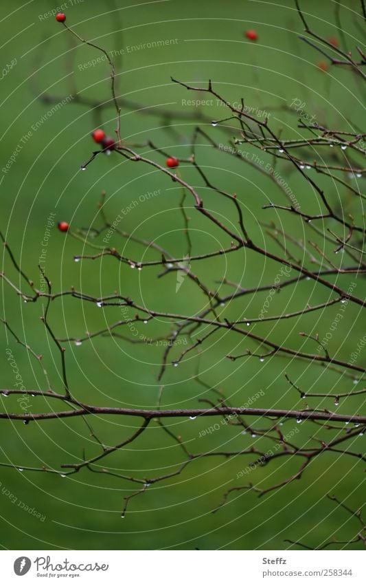 Grüne Impression mit nassen Zweigen und Hagebutten grün Beeren karg November Novemberstimmung einfach natürlich Beerensträucher Hundsrose Strauchrose Teepflanze