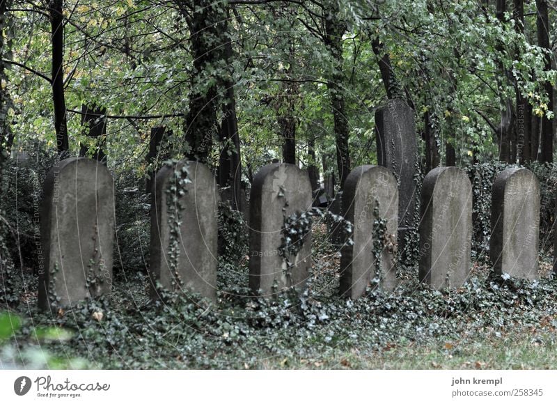 Rührt euch! Pflanze Baum Efeu Wien Österreich Ruine Friedhof Sehenswürdigkeit Grabstein Grabmal Stein Kreuz Wachstum dunkel gruselig historisch grau grün