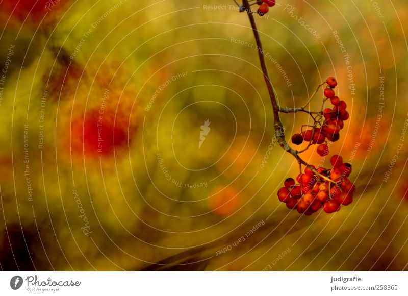 Rot Umwelt Natur Pflanze Herbst Baum Garten Park Wald Wachstum natürlich Wärme wild rot Beeren Farbfoto Außenaufnahme Detailaufnahme Unschärfe