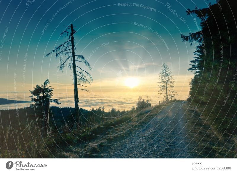 Am Ende des Tages Natur Landschaft Wolken Horizont Sonne Sonnenaufgang Sonnenuntergang Sonnenlicht Schönes Wetter Baum Wald Wege & Pfade hoch schön blau gelb