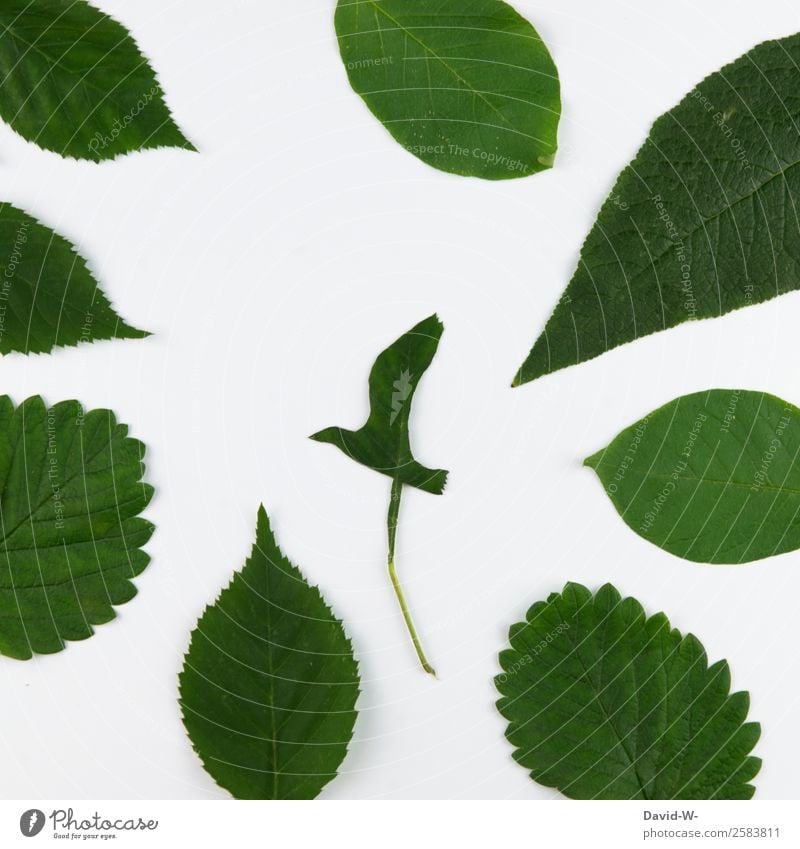 Natur Basteln Kunst Umwelt Luft Pflanze Baum Blatt Wald Tier Wildtier Vogel 1 fliegen Ente Adler grün Forstwirtschaft Abholzung Naturschutzgebiet Umweltschutz