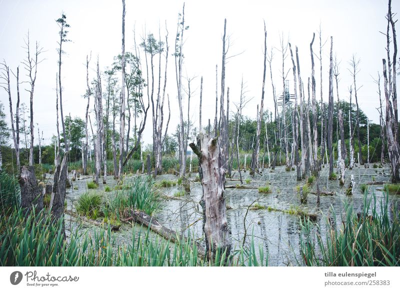 III Natur Wasser Himmel Gras Grünpflanze Moor Sumpf dunkel kalt nass natürlich wild Umwelt Mecklenburg-Vorpommern Seenplatte Baumstumpf Tod Farbfoto