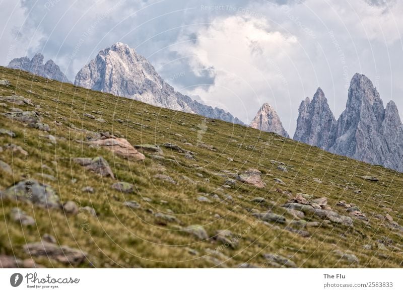 Almenrausch an den Geislerspitzen Ferien & Urlaub & Reisen Tourismus Ausflug Ferne Freiheit Sommer Sommerurlaub Berge u. Gebirge wandern Natur Landschaft Wolken