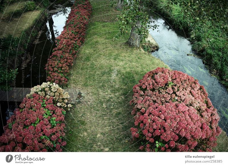 bretagne Natur Pflanze Baum Blume Gras Rhododendron Garten Wiese Bach natürlich grün rosa Steg Farbfoto Außenaufnahme Vogelperspektive