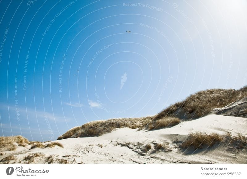 Spiekeroog | Licht harmonisch Sinnesorgane Erholung ruhig Sommer Sommerurlaub Sonne Strand Landschaft Sand Himmel Schönes Wetter Wärme Gras Nordsee Meer Fernweh