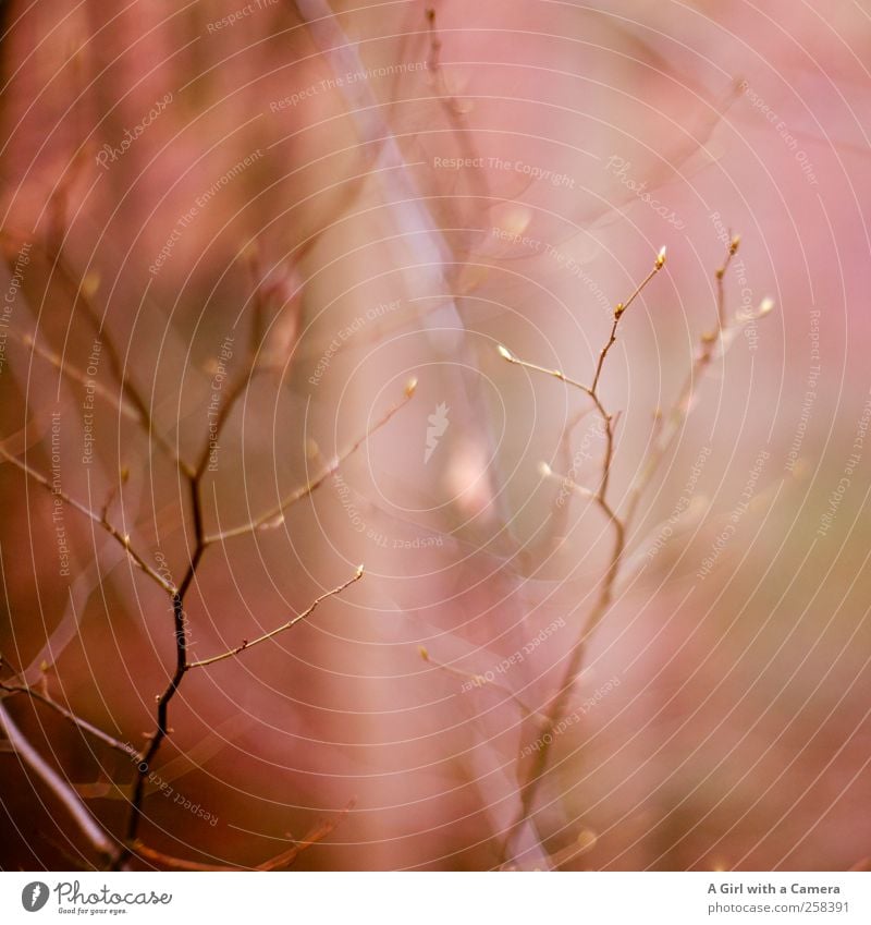 nonchalance Umwelt Natur Pflanze Herbst Winter Baum Sträucher Wald dehydrieren warten natürlich trist Wärme wild rosa karg emporragend mehrfarbig Außenaufnahme