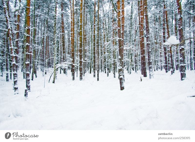 Winterhof Umwelt Natur Landschaft Pflanze Klima Klimawandel Wetter Eis Frost Schnee Baum Grünpflanze Wald kalt Berlin Dezember Nadelwald Baumstamm Schneedecke