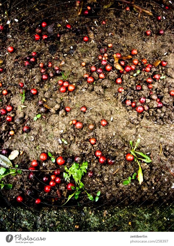 Beeren Umwelt Natur Erde Pflanze Grünpflanze Garten Park Wiese Stadt Fassade füttern Berlin lankwitz urban wallroth Wand frucht Kirsche fallobst Ernte Farbfoto