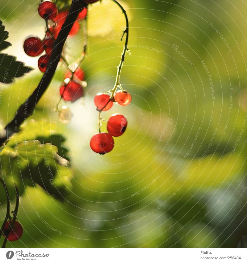 Wilde Beeren Frucht Umwelt Natur Pflanze Sonnenlicht Sommer Schönes Wetter Sträucher Blatt Wildpflanze Park hängen leuchten Gesundheit hell schön lecker