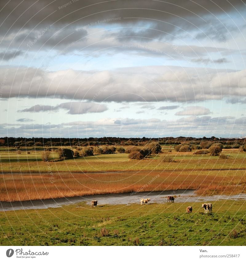 auf weiter Flur Natur Landschaft Pflanze Tier Wasser Himmel Wolken Gewitterwolken Herbst Baum Gras Schilfrohr Wiese Flussufer Shannon Republik Irland Nutztier