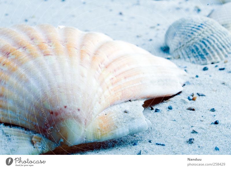 Wintertagstraum Souvenir kalt Muschelschale Jakobsmuschel Sand Strand Ferien & Urlaub & Reisen Urlaubsstimmung Dinge Detailaufnahme Stillleben Farbfoto