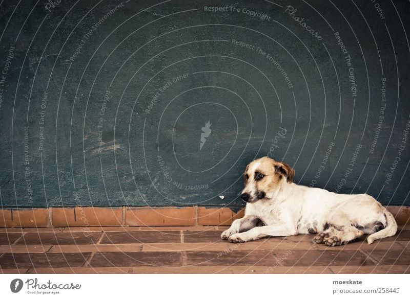 El Perro Mauer Wand Terrasse Tier Haustier Hund Tiergesicht Fell 1 liegen Blick stehen Armut einfach dünn trist blau braun weiß geduldig ruhig Sehnsucht