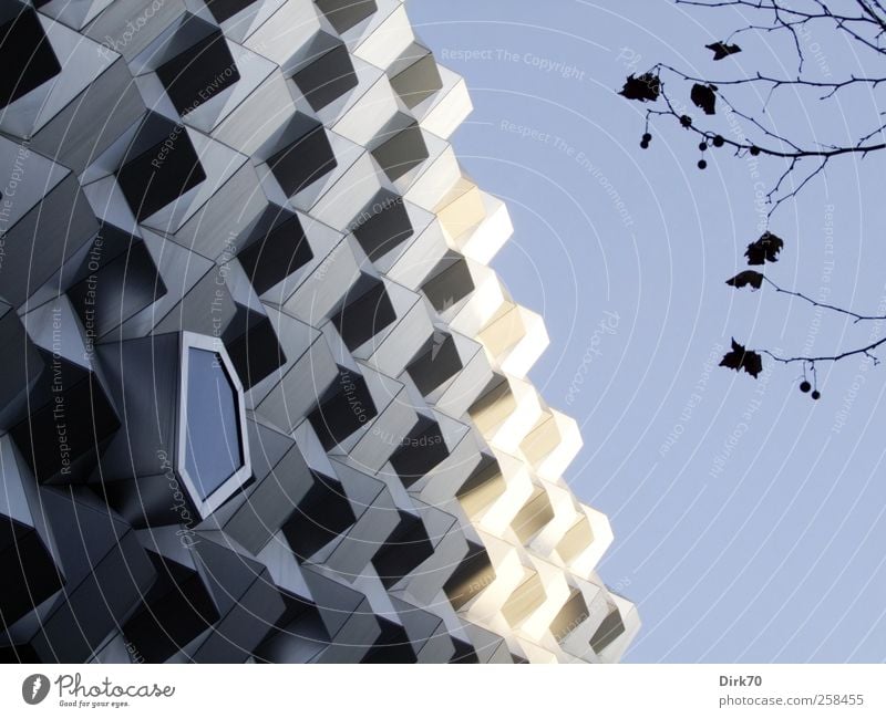 Natur und Struktur kaufen Handel Architektur Baum Blatt Zweig Ast Stadtzentrum Fußgängerzone Gebäude Kaufhaus Einkaufszentrum Fassade Beton Glas Metall