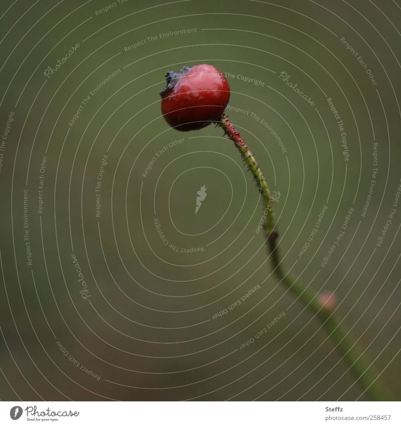 solo im Herbst Einsamkeit verlassen melancholisch Melancholie Single einsam Sinn Herbststimmung Hagebutten Vergänglichkeit Traurigkeit Nostalgie Beeren