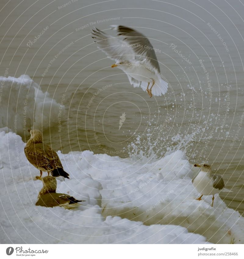 Winter Umwelt Natur Tier Wasser Klima Eis Frost Schnee Küste Strand Ostsee Wildtier Vogel Möwe Silbermöwe 4 fliegen warten kalt wild Gischt spritzen Farbfoto