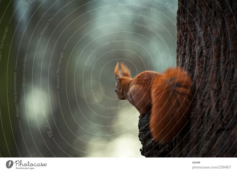 Schau-ins-Land Tier Park Fell Wildtier Tiergesicht 1 sitzen authentisch klein Neugier niedlich braun rot Interesse Eichhörnchen Nagetiere Baumstamm tierisch