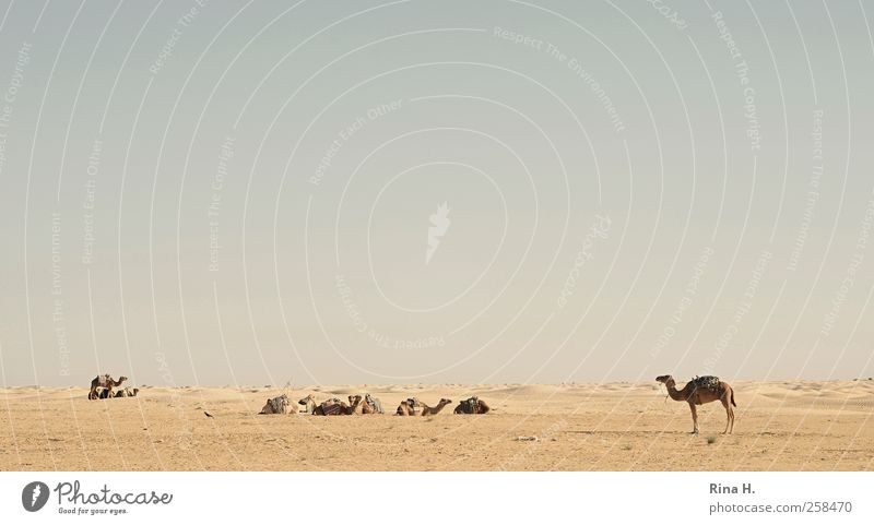 Wüstenschiffe ( die Wächter) Natur Landschaft Himmel Wolkenloser Himmel Horizont Schönes Wetter Tunesien Nutztier Kamel Dromedar Tiergruppe beobachten sitzen