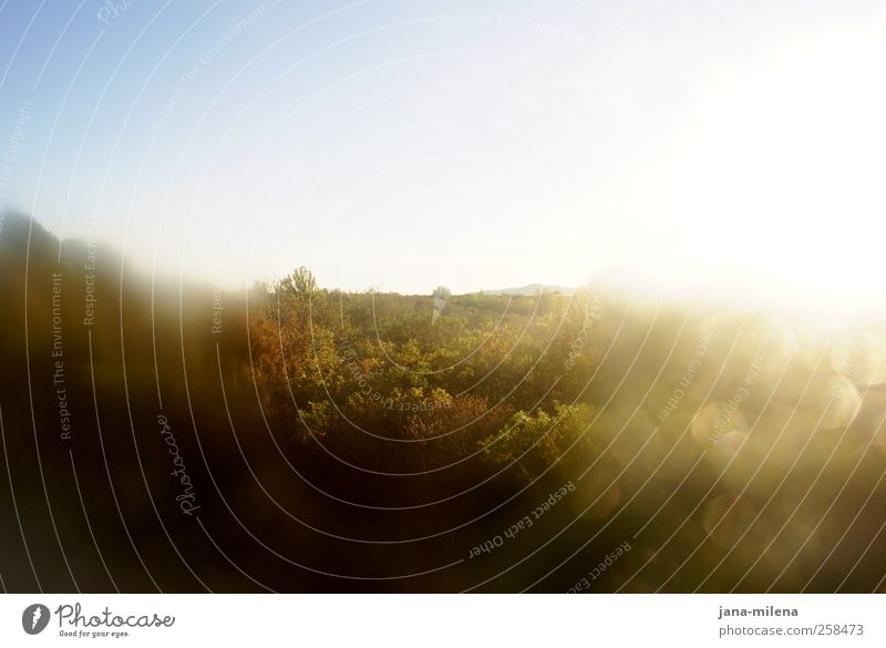 ... Spaziergang Natur Landschaft Pflanze Luft Himmel Horizont Sonnenaufgang Sonnenuntergang Schönes Wetter Baum Gras Sträucher Wald Ferne Wärme braun gelb gold