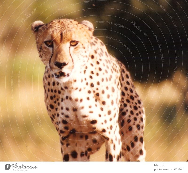 Auge in Auge Gepard Kenia Geschwindigkeit Katze Raubkatze Steppe Landraubtier Wildtier Predator Bewegung