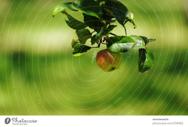 Pflück mich... Lebensmittel Frucht Apfel Ernährung Vegetarische Ernährung Umwelt Natur Sommer Pflanze Blatt Grünpflanze Wildpflanze Wiese Feld authentisch