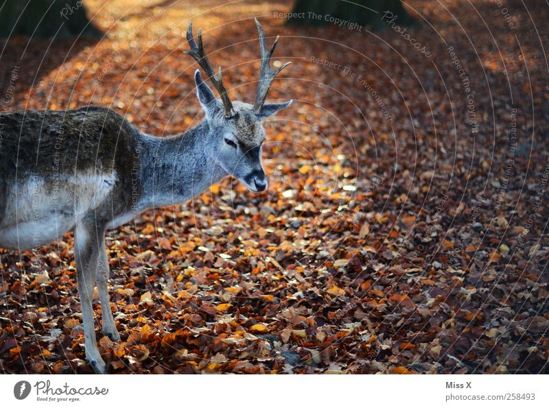 Hirscherla Natur Tier Herbst Blatt Wald Wildtier 1 Paarhufer Horn Laubwald Herbstlaub Farbfoto Außenaufnahme Menschenleer Textfreiraum rechts Tierporträt