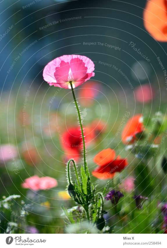 Mädchenfoto Natur Frühling Sommer Pflanze Blume Blatt Blüte Garten Wiese Blühend Duft rosa Mohn Mohnblüte Blumenwiese Farbfoto mehrfarbig Außenaufnahme