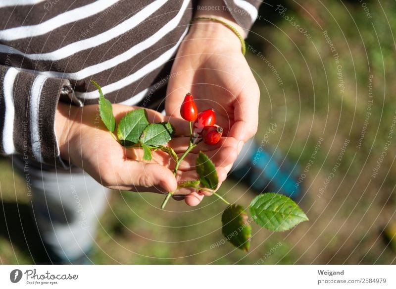 Hagebutten Lebensmittel Tee Duft Erntedankfest Kindergarten Kindheit 1-3 Jahre Kleinkind 3-8 Jahre Natur Pflanze einfach rot schön Herbst Garten Rose Farbfoto