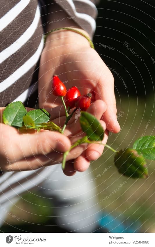 Hagebutten Lebensmittel Kindergarten Kleinkind Kindheit Garten Wald glänzend rot Herbst Ernte Erntedankfest Muttertag Freundschaft Farbfoto Textfreiraum unten