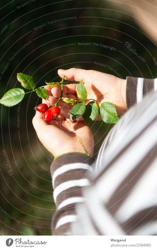 Herbstglück Bioprodukte Vegetarische Ernährung harmonisch Zufriedenheit Sinnesorgane ruhig Meditation Oktoberfest Erntedankfest Mensch Kleinkind Kindheit 1