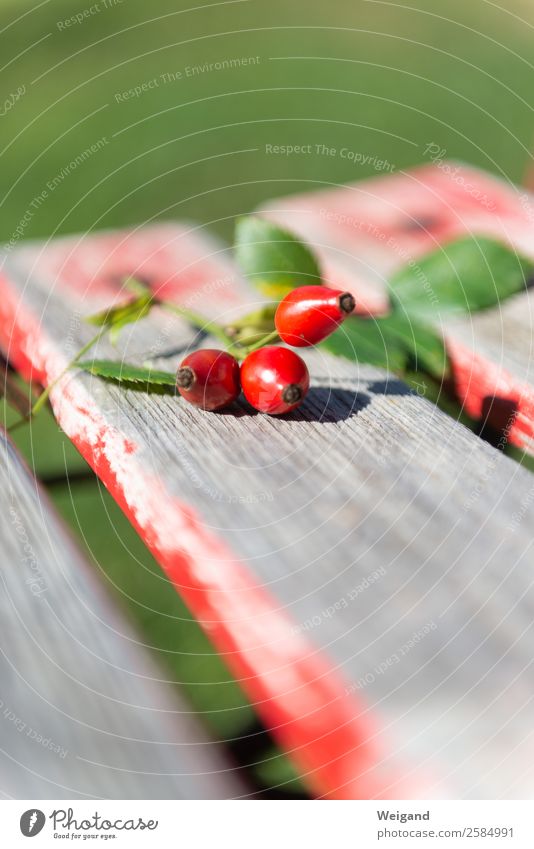 Hagebutten Lebensmittel Slowfood Erntedankfest frisch grün rot geduldig Herbst Tee Sammlung Garten Farbfoto Menschenleer Textfreiraum oben Textfreiraum unten