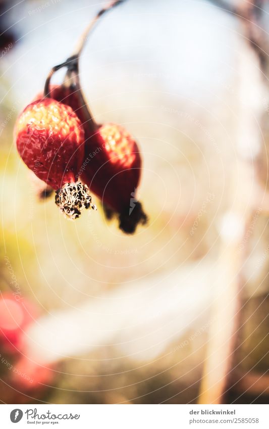 Der Herbst und seine Früchtchen IV Umwelt Natur Pflanze Hagebutten ästhetisch außergewöhnlich Optimismus Erfolg Kraft Mut authentisch Glück Zufriedenheit