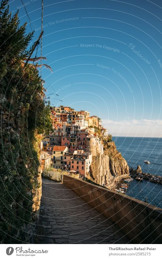 Manarola Fischerdorf blau braun mehrfarbig Italien Cinque Terre Meer Wasser Strand Klippe Wege & Pfade laufen entdecken Tourismus Haus Bekanntheit Pflanze