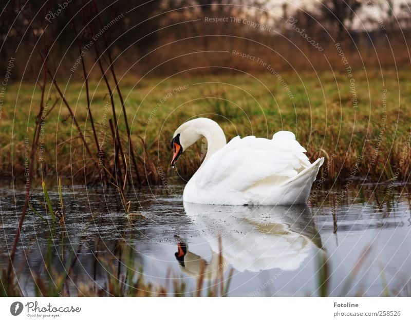 Schön zu jeder Jahreszeit Umwelt Natur Pflanze Urelemente Wasser Wiese Küste Seeufer Teich Tier Wildtier Vogel Schwan Flügel nass natürlich schön weiß