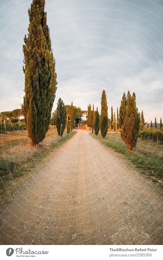 Zypressen Natur Landschaft blau grau grün Italien typisch Reisefotografie Toskana Allee Straße Kies Farbfoto Außenaufnahme Menschenleer Abend Dämmerung