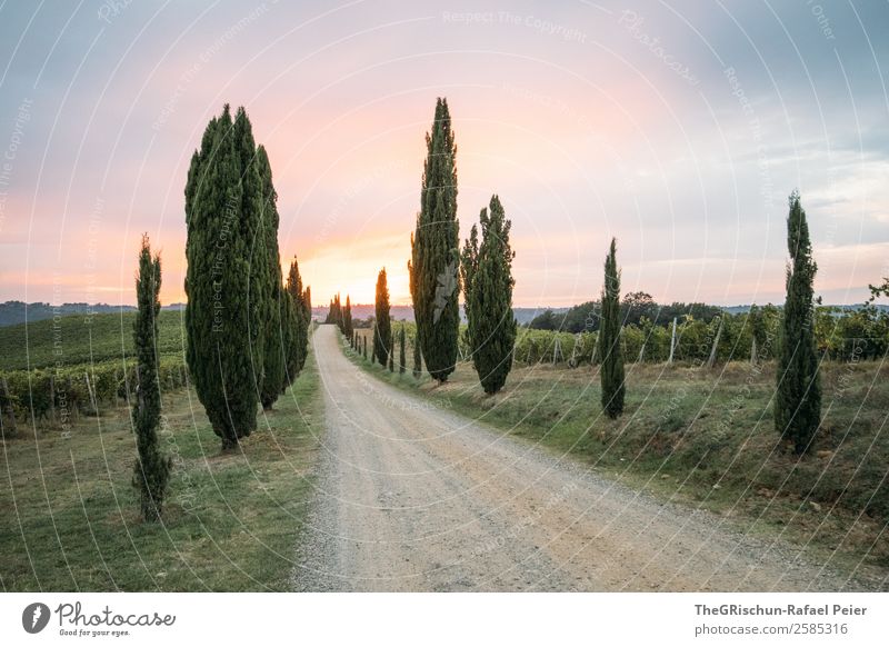 Sonnenuntergang Umwelt Natur Landschaft blau violett orange Toskana Italien Straße Stimmung Romantik Reisefotografie Wege & Pfade Kies Wein Zypresse Farbfoto